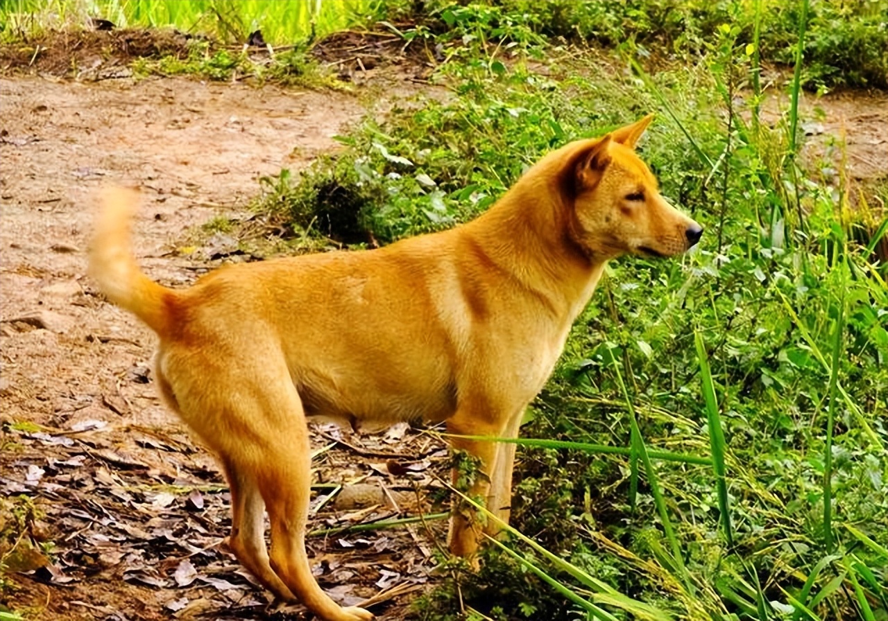 回族不吃猪肉，满族不吃狗肉，那汉族不吃啥肉？很多人却淡忘了