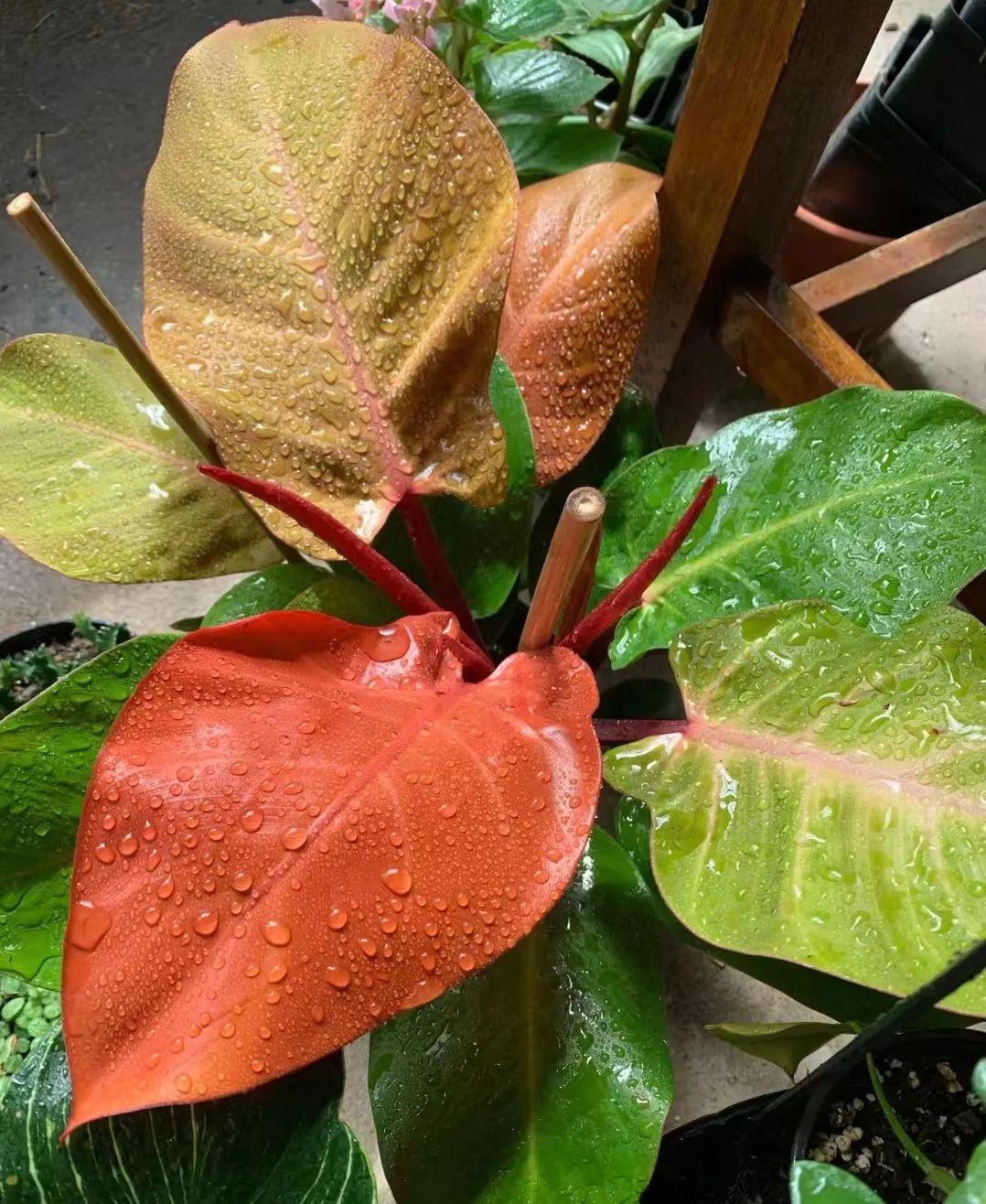 盘点24个常见蔓绿绒品种，叶色靓丽颜值高，总有一款撬动你的心！