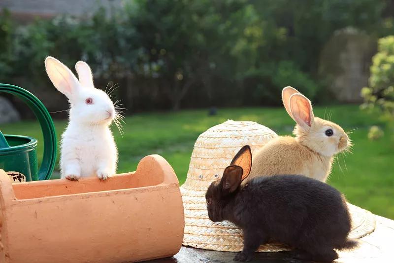 什么宠物对纯素食者最好,好养且可以食用的宠物有哪些
