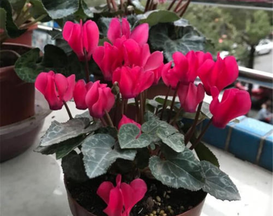 3月份的仙客来怎么养护,刚买来的仙客来怎么养护