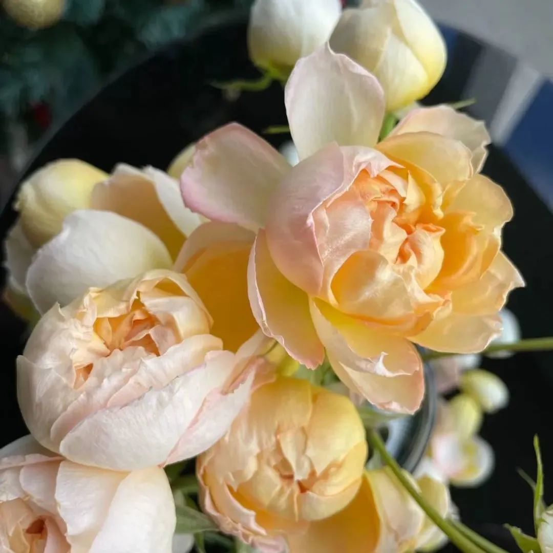 鲜花在水里能养几天会死,新加坡盆栽花卉怎么养