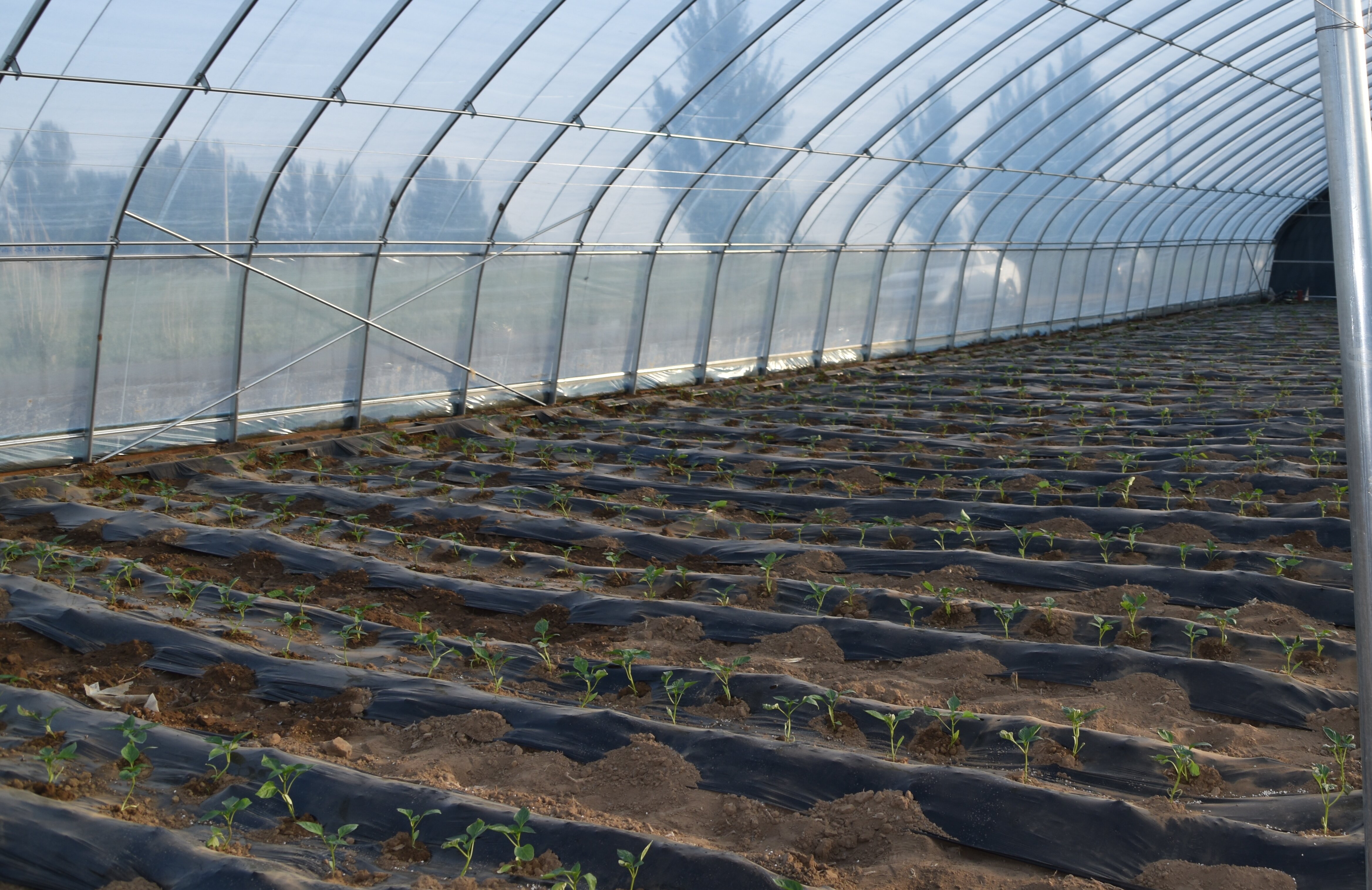 蔬菜大棚让老百姓的日子更红火,蔬菜大棚让农民致富