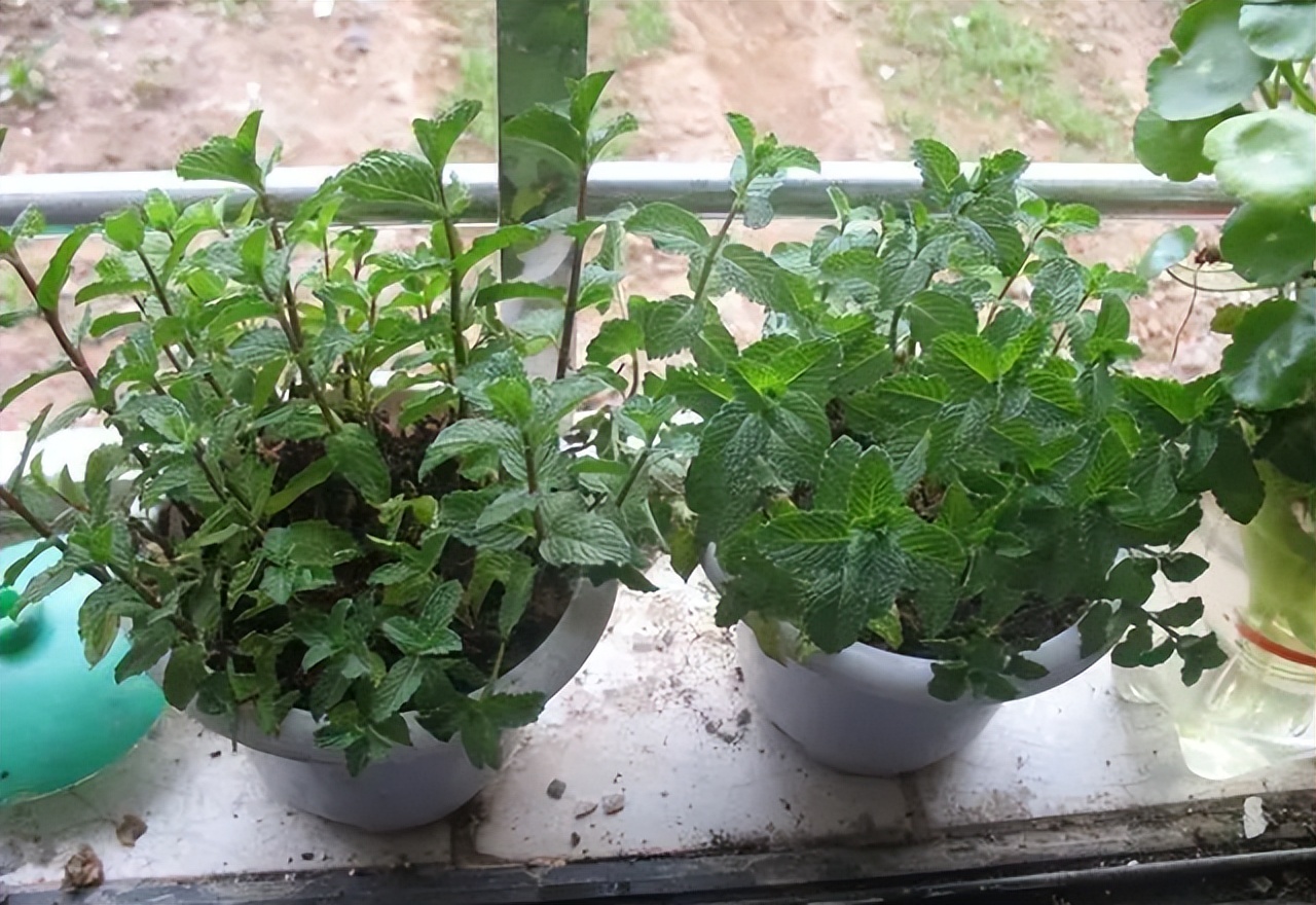 刚给植物剃完头,植物修剪与施肥