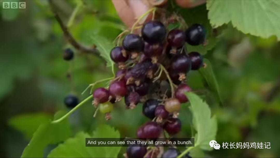 关于春天种植的英文儿歌,英文种植儿歌