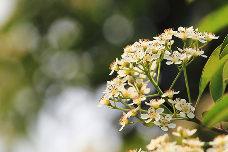 石楠花谢了石楠树却很香,石楠花开的季节