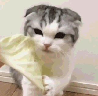 这些猫咪较为“短命”，陪你不过9年就下车了