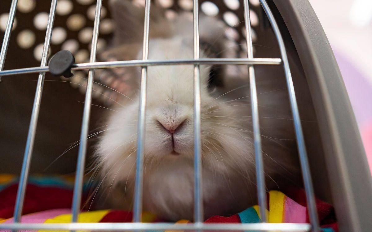 兔子长癣用什么药效果好,兔子长真菌癣怎么治疗