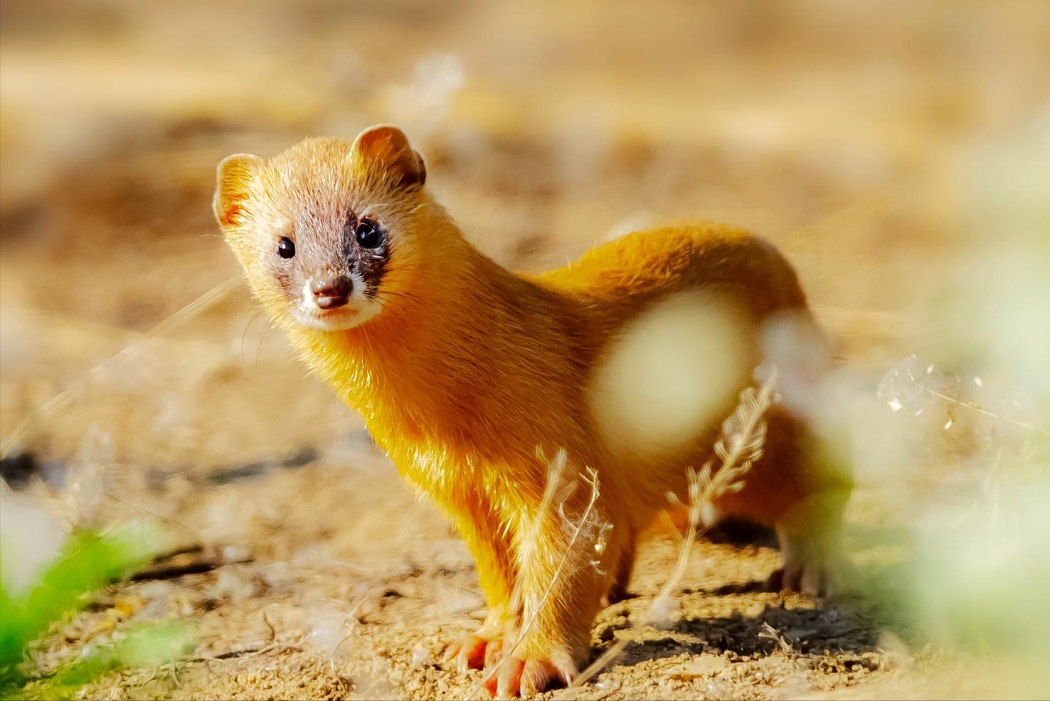 湖北一钓友常被黄鼠狼“打劫”,钓鱼佬被抢劫