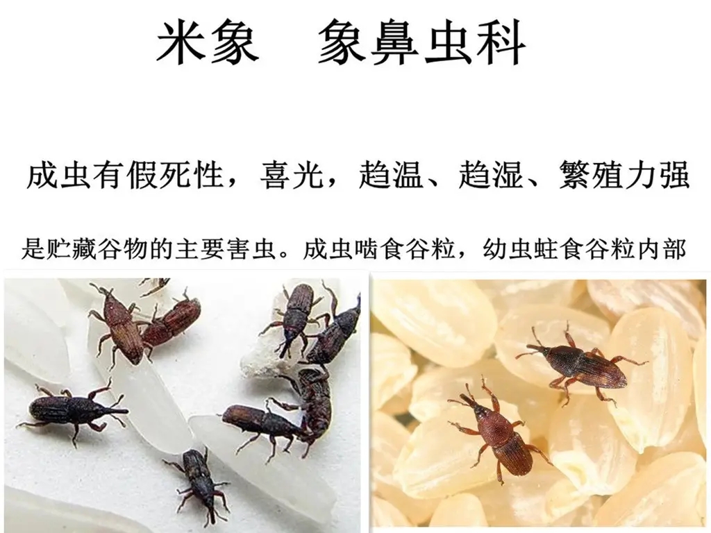 为什么别的食品也会出现米象,米象是如何感知到家里的食物的