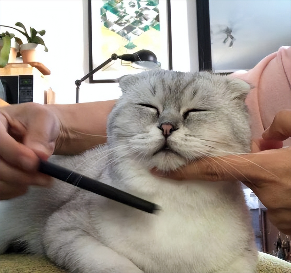 女性养猫的危害大吗,养猫注意事项和危害