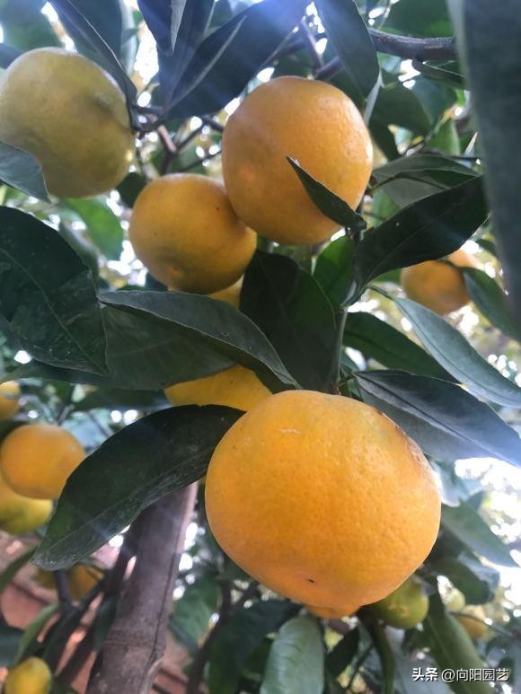 网上买果树苗哪里的假苗最多,网上买的果树苗是真是假