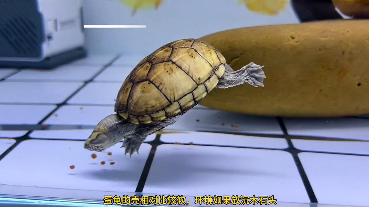 西非龟背甲黑斑,小青龟背甲黑斑