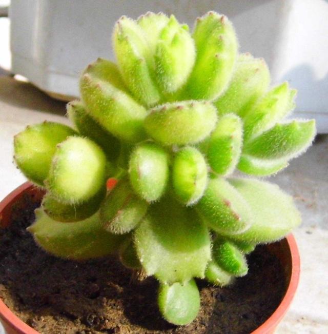 熊童子夏季3个月没浇水会怎样,熊童子一直不生根