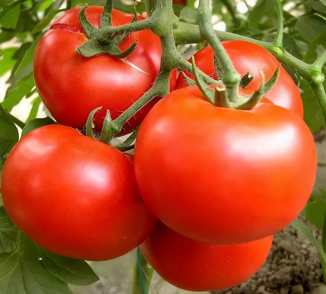 绉戞妧瑙ｇ爜浠庢瘨鏋滃埌缇庡懗鐣寗,浠庢瘨鏋滃埌缇庡懗鐣寗