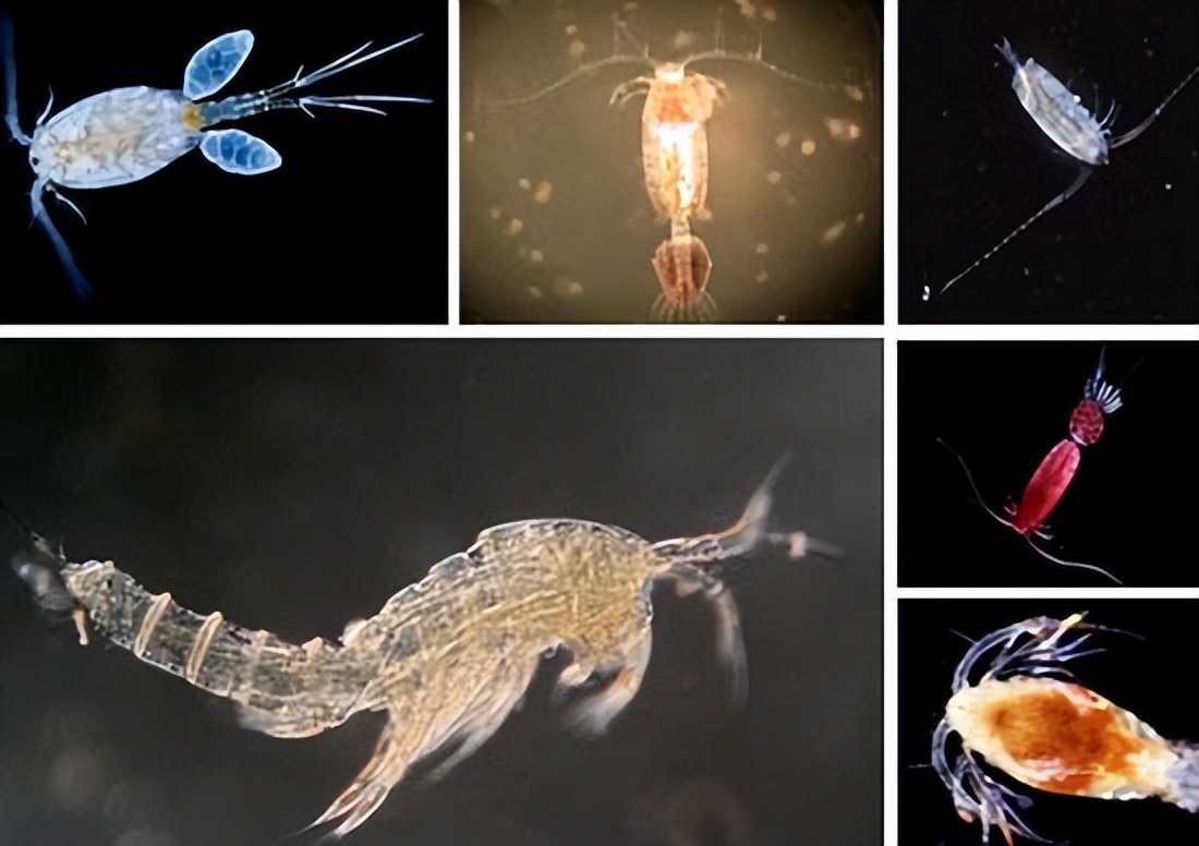 浮游生物是什么,浮游生物是怎么诞生的