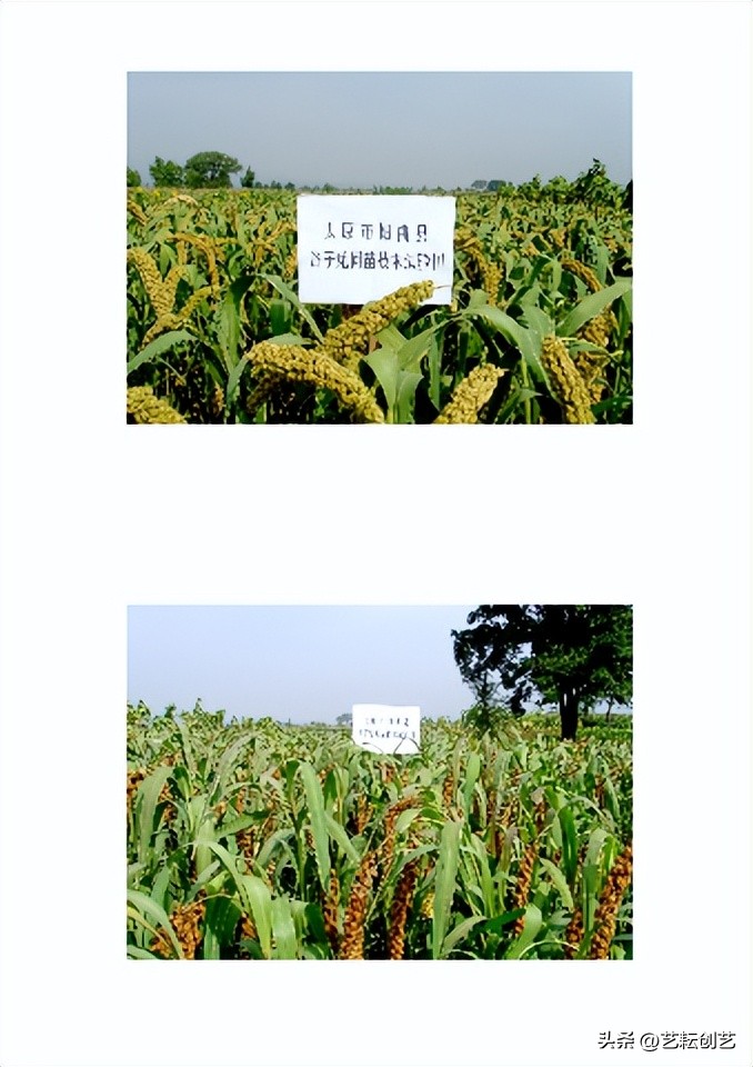 山西省特色农产品品牌名单,山西新增三个国家地理标志农产品