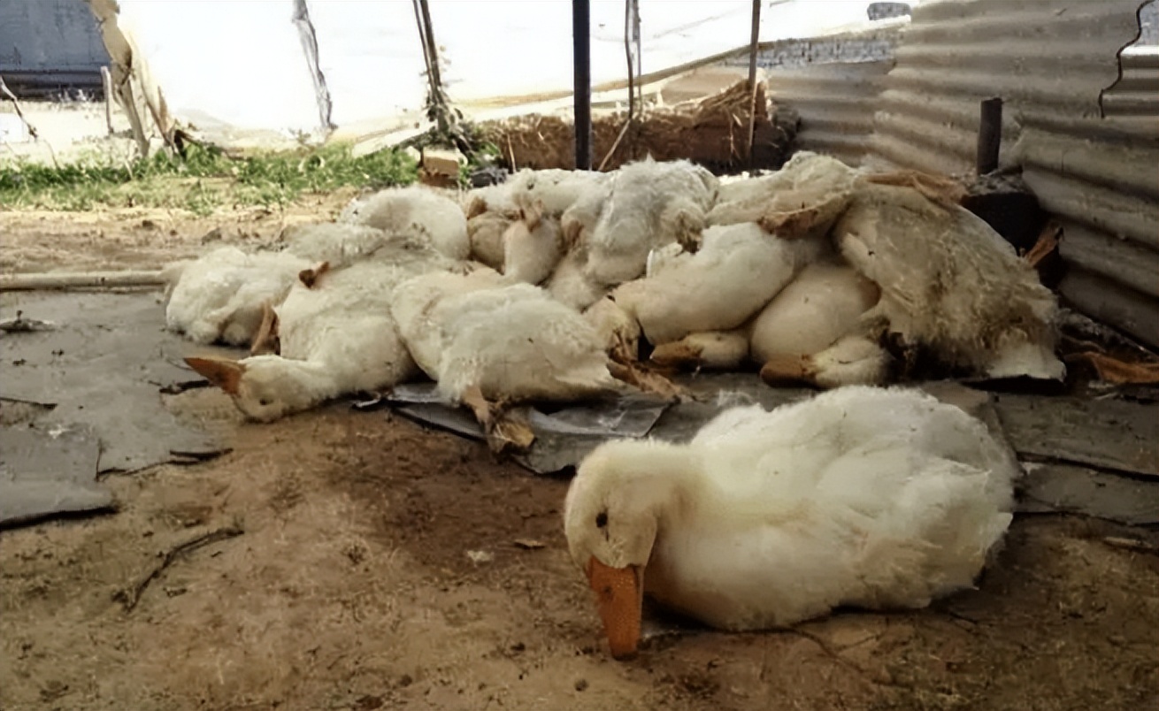 肉鸭咳嗽,鸭打喷嚏