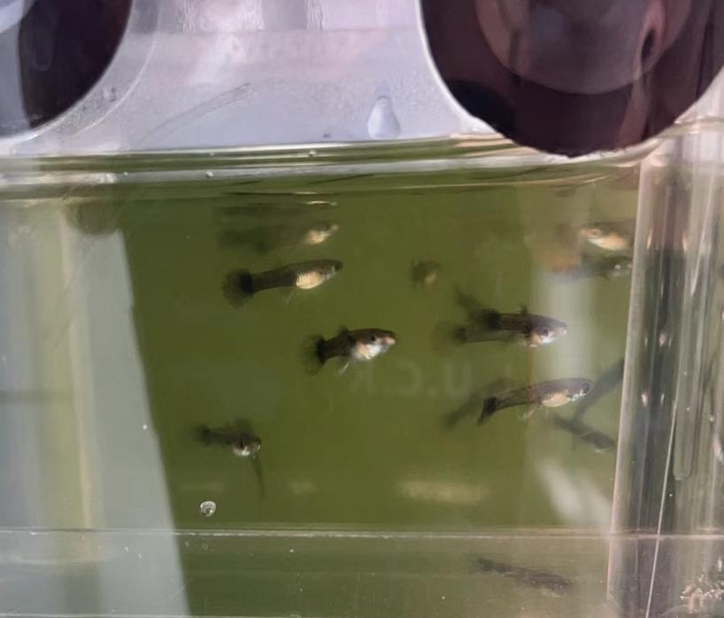 孔雀鱼的幼鱼饲养方法视频,孔雀鱼的幼鱼饲养方法