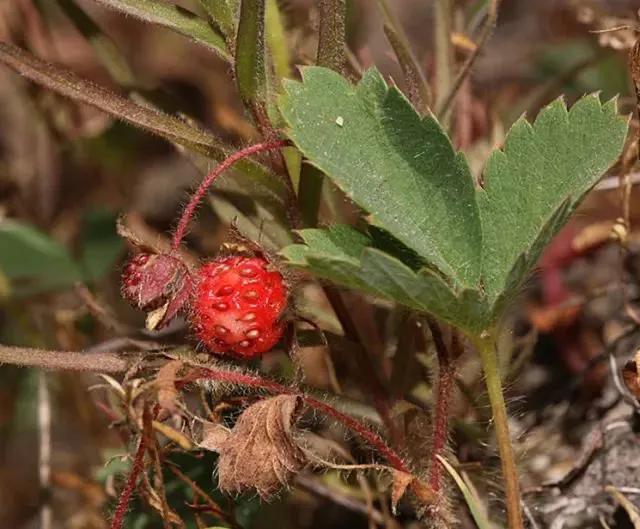 草莓家族有哪些成员,草莓家族成员在哪里