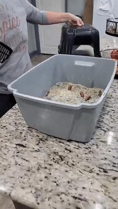 猫咪疯狂的吃猫砂,猫咪吃的猫砂是怎么做的