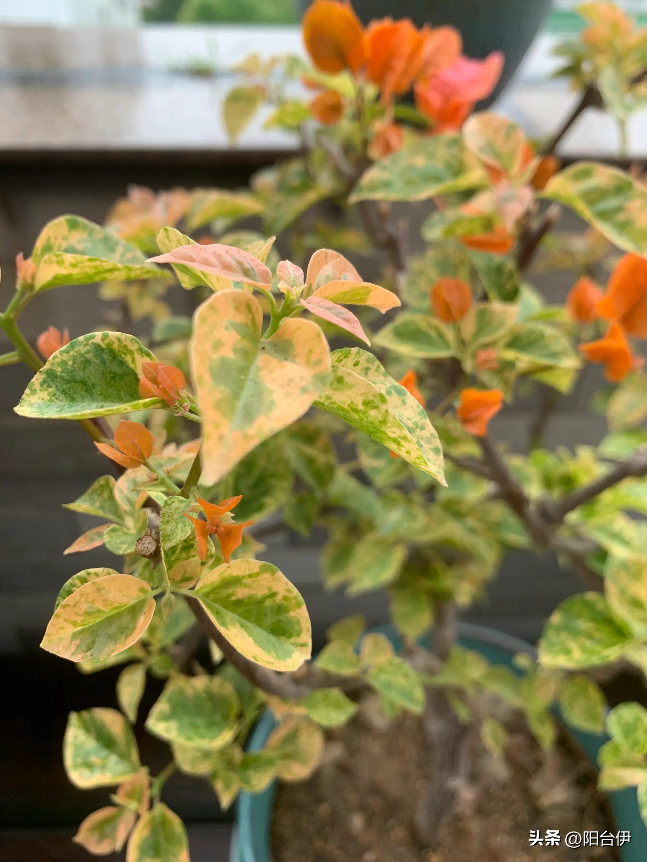 花叶橙蝶三角梅勤花吗,花叶印度橙粉三角梅