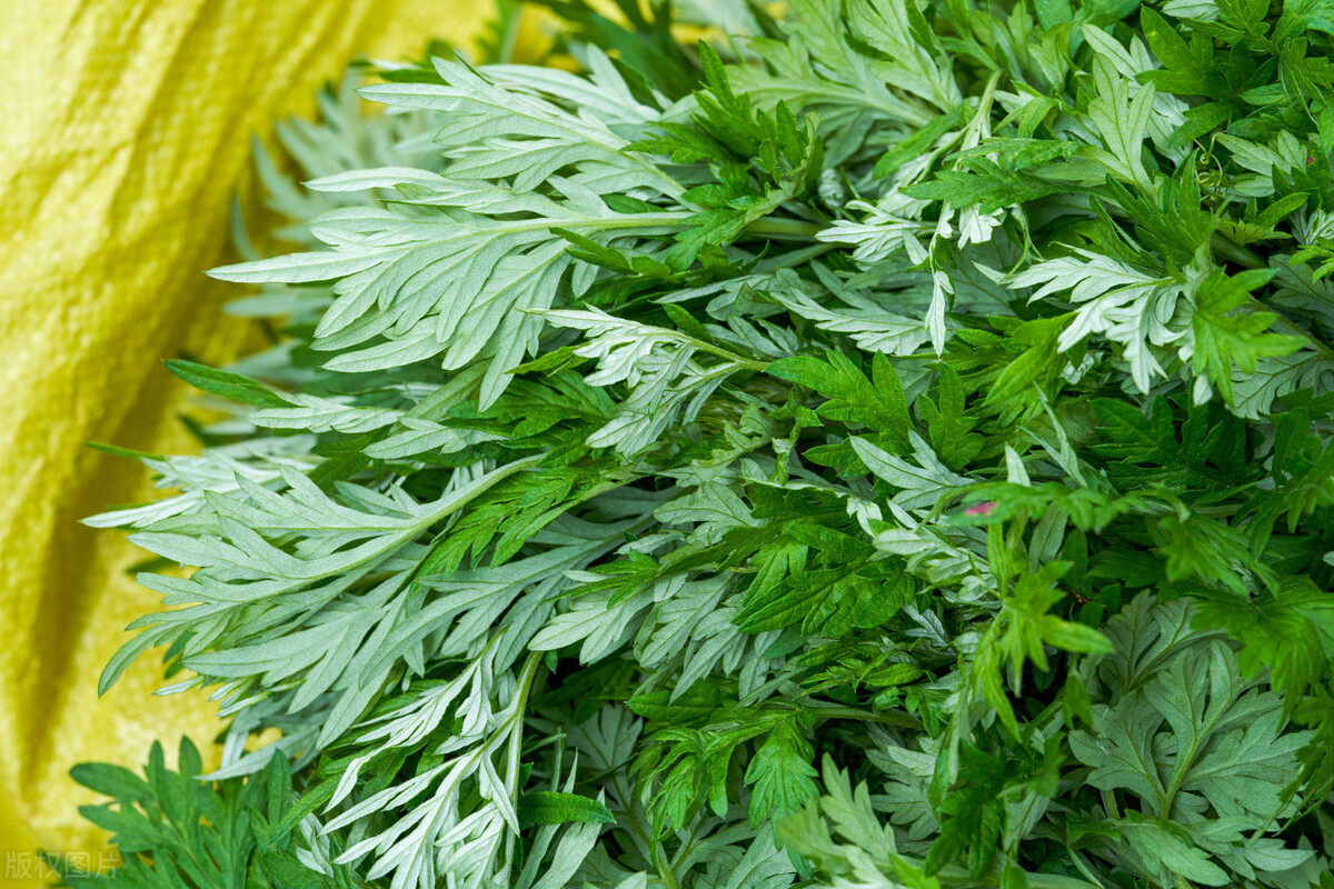 春天里的宝，也是女人保护草，拌一拌烙成饼，比韭菜肉饼香！