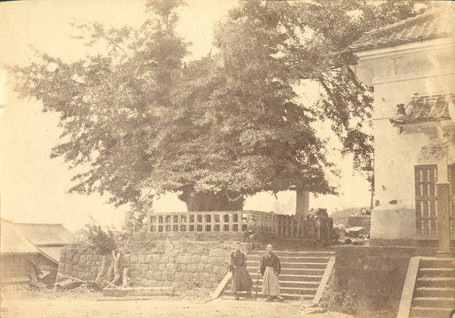 所有野生的银杏树,中国10大银杏树