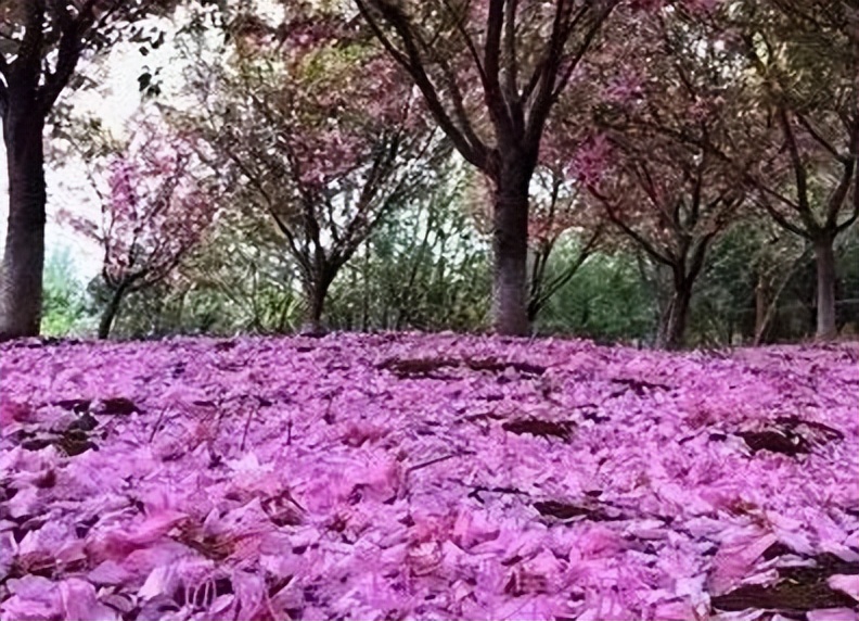 美文悦读心似莲开清风自来,美文阅读愿光阴含笑岁月静好