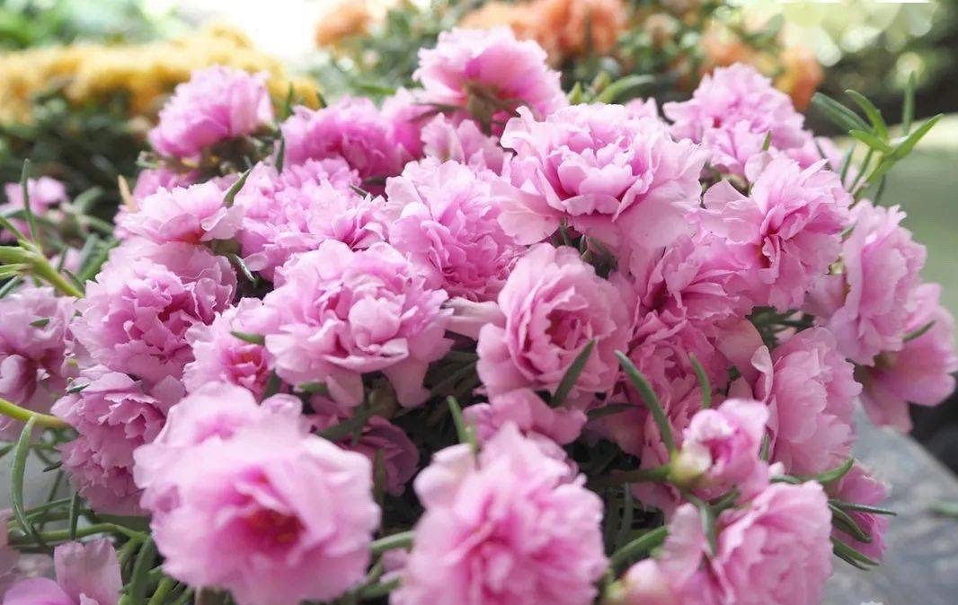 春天养什么花最漂亮也最好养,春天养什么花好看又实用