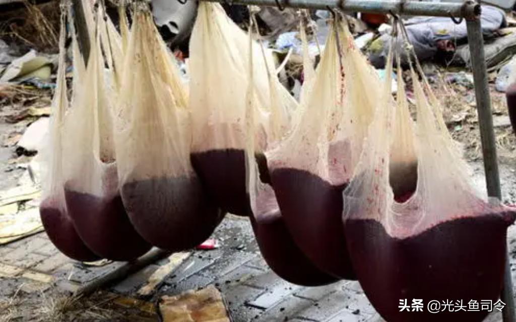 臭水沟捞到金龙鱼,捕捞臭水沟红虫