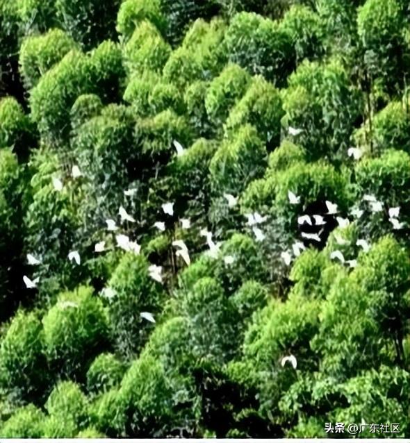 春季国内观鸟热门地,这份观鸟地图请收好