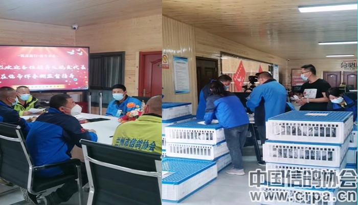 帝珲公棚春赛成绩,2022全国公棚鸽王赛奖金