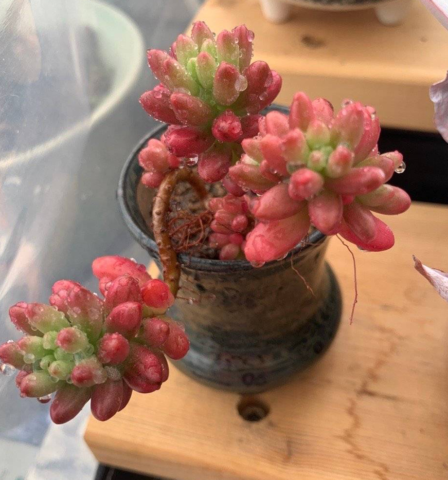 养多肉最简单的方法,多肉怎么养才能长得快又好还好看