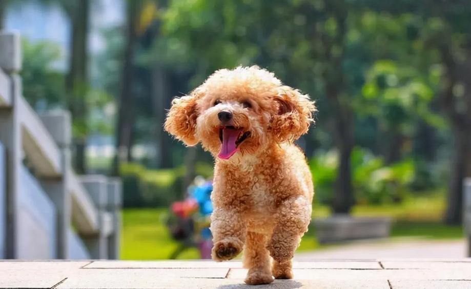 泰迪的七种缺点,黑泰迪的优点与缺点