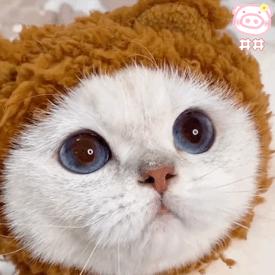 养什么猫比较好养又聪明又便宜,各种猫的优缺点新手适合养什么猫