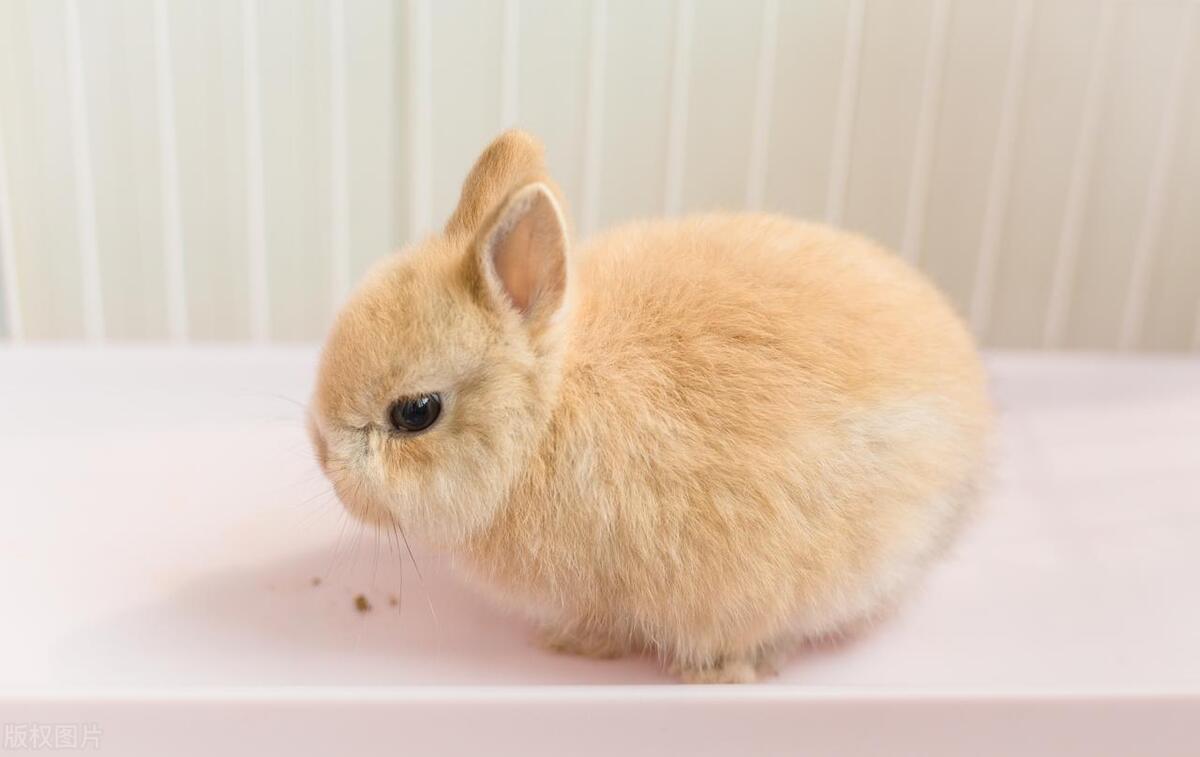 侏儒兔养殖场,侏儒兔养殖技巧