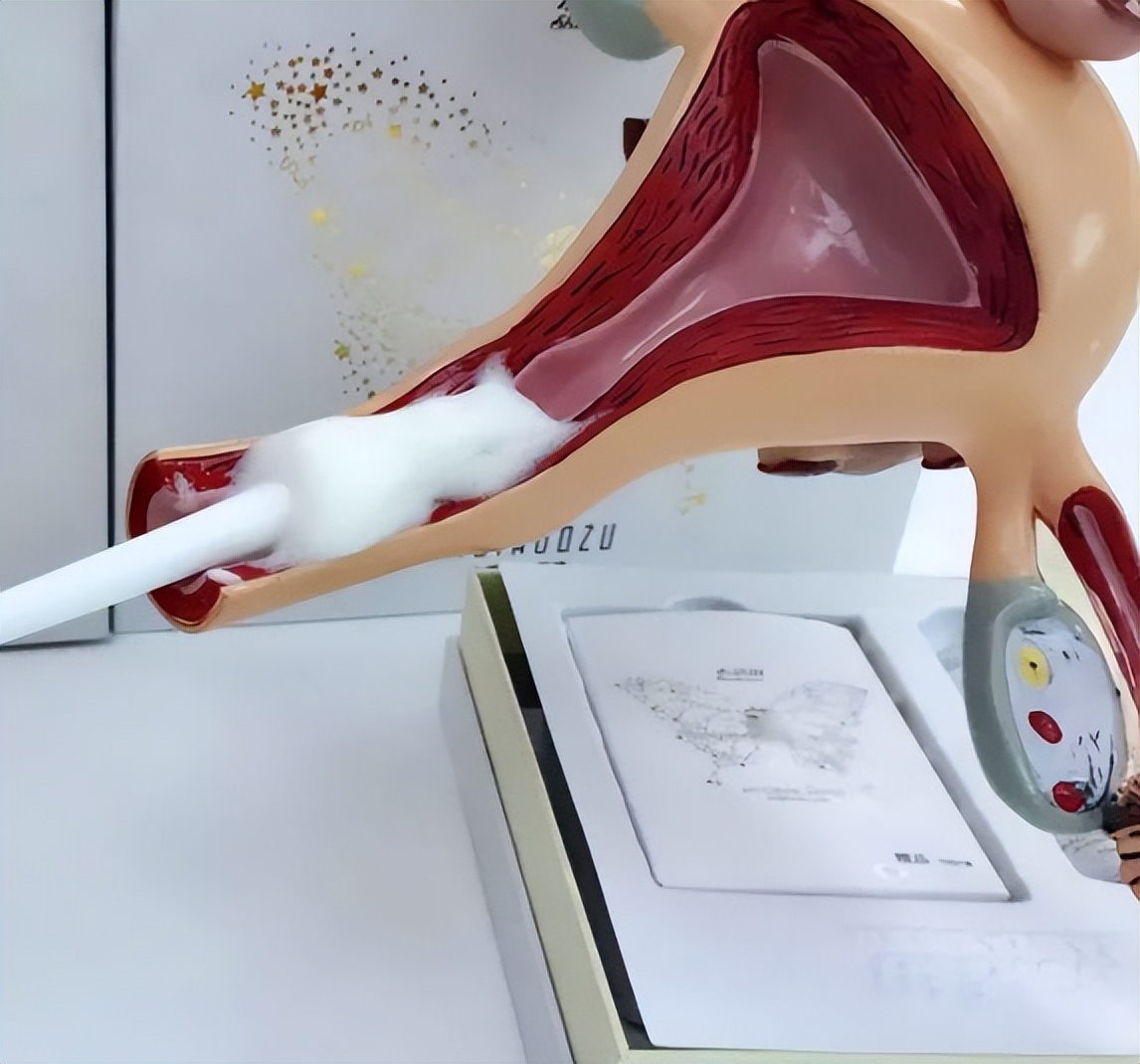 你知道女性的阴道有多长吗?或许与你所想,完全不同!