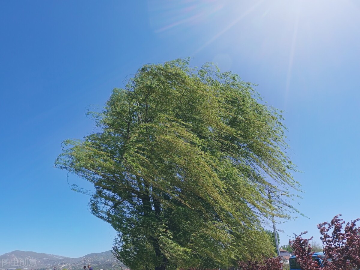 风吹杨柳万千条打一动物,风吹杨柳万千条解析