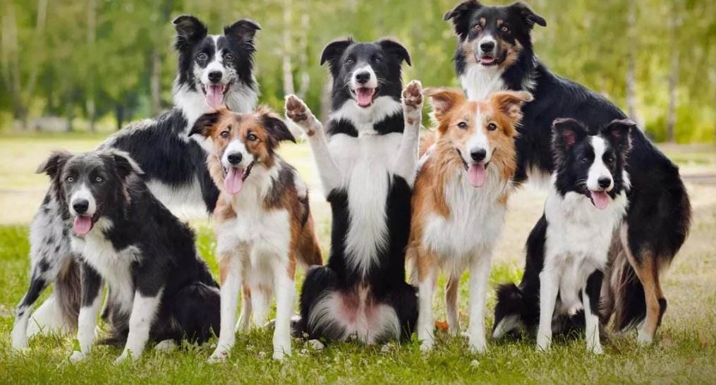 边牧除了智商高，还有这几个优点值得你饲养