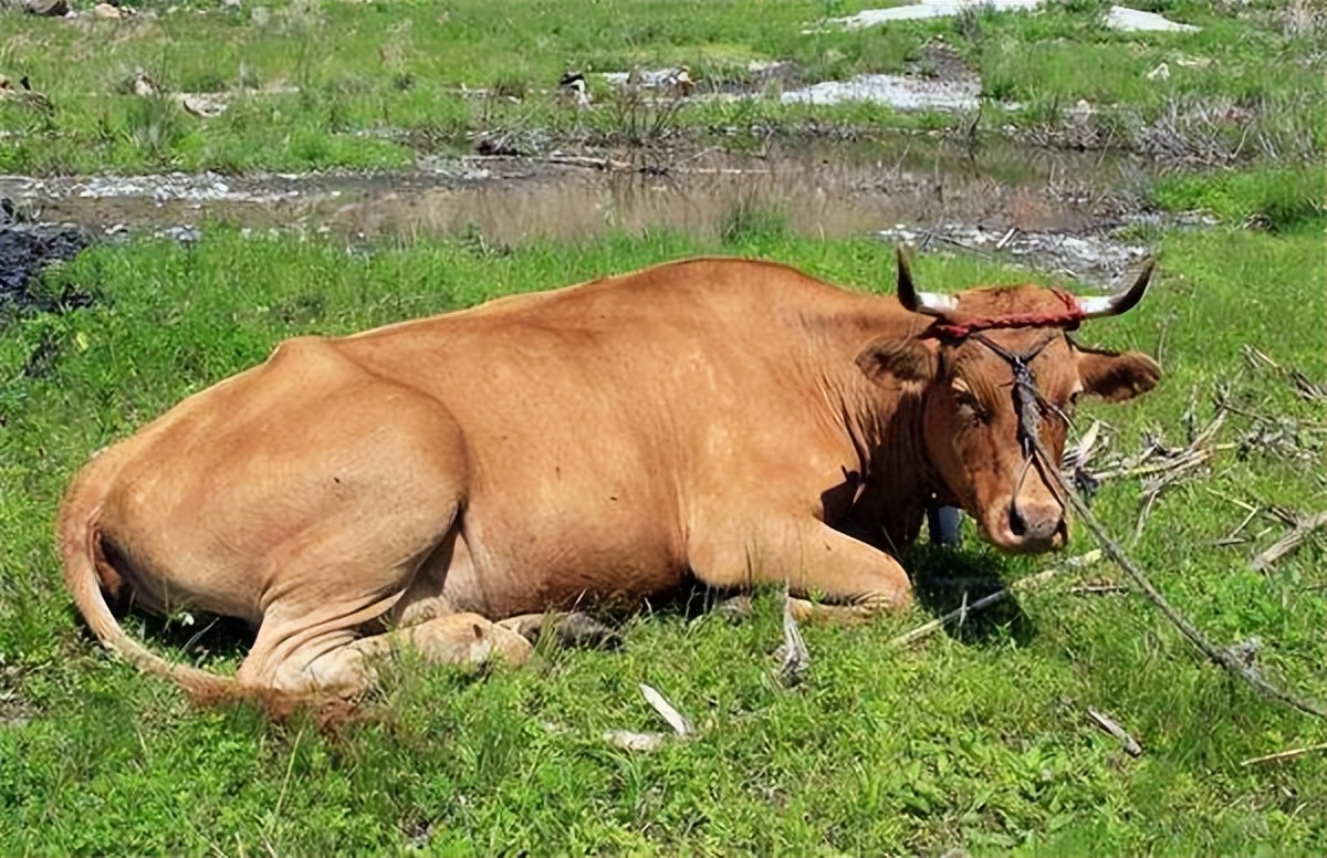 成年牛站不起来是什么原因,牛站不起来应该怎么治