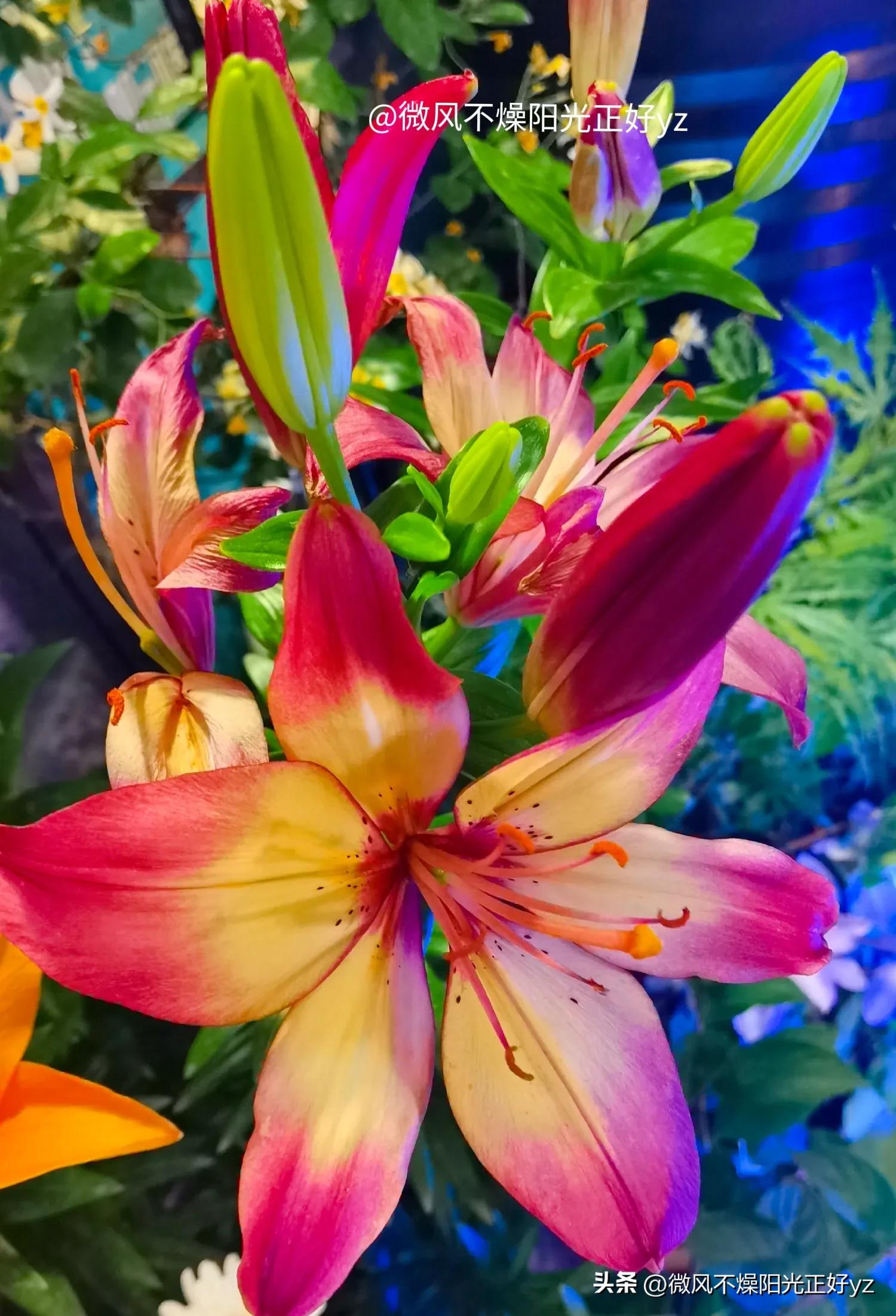 好看的百合花散发出淡淡的清香,漂亮的不同颜色的百合花