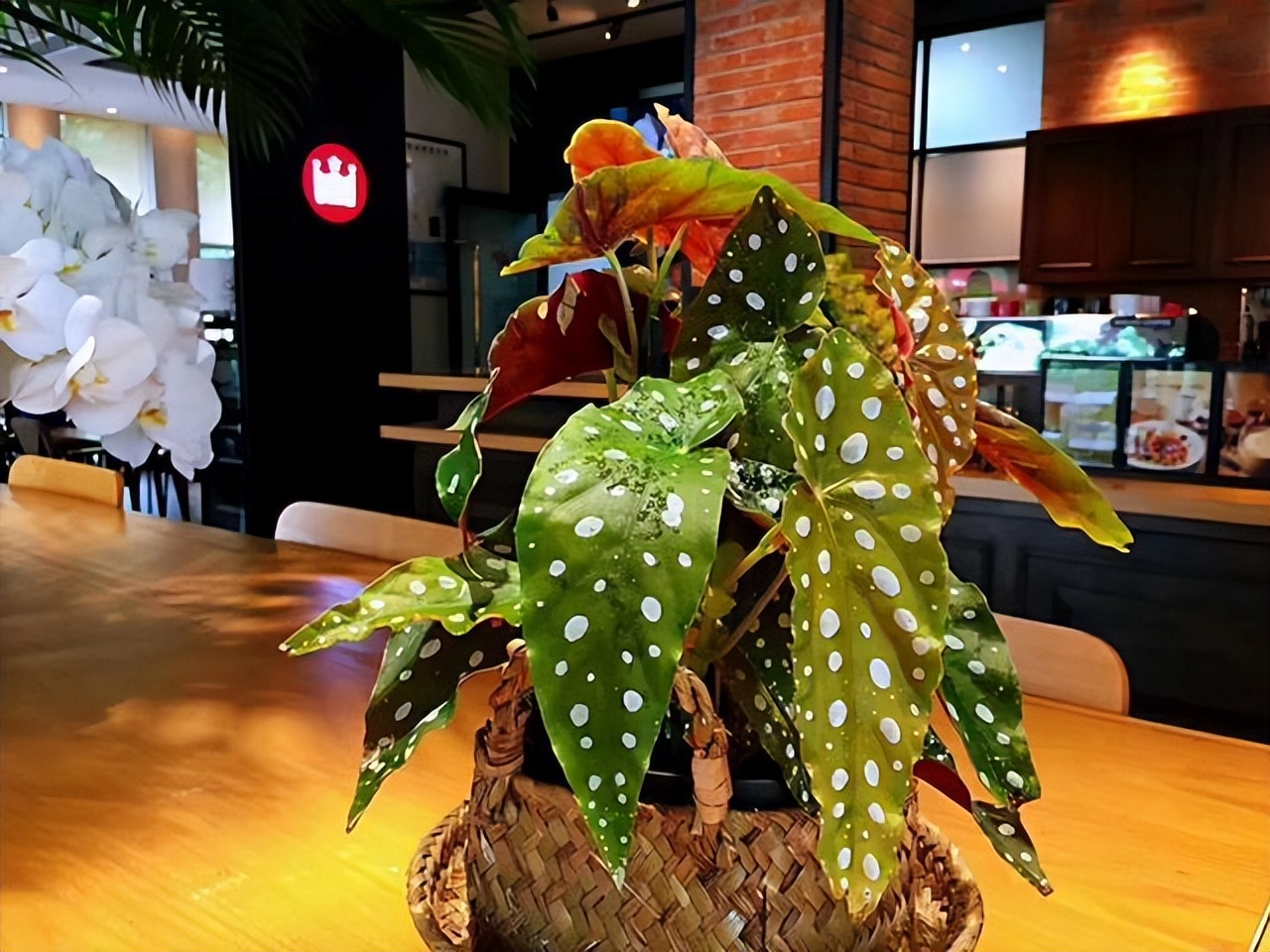 好养的喜阴花有哪些室内,哪些花喜阴不见阳光也可以生长