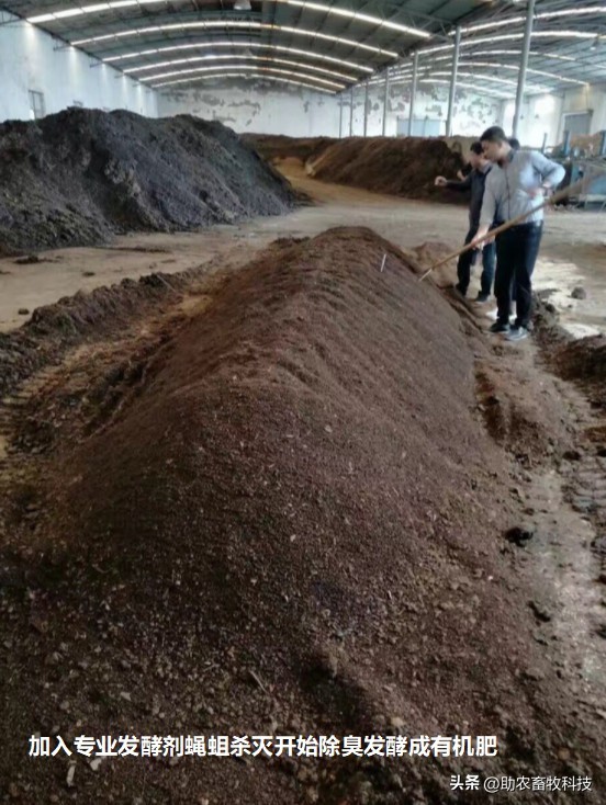 怎么过滤猪粪的蝇蛆,猪粪除臭最快方法