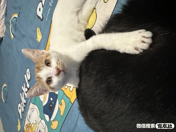 附近宠物店免费领养同城,猫狗领养平台免费赠送狗狗