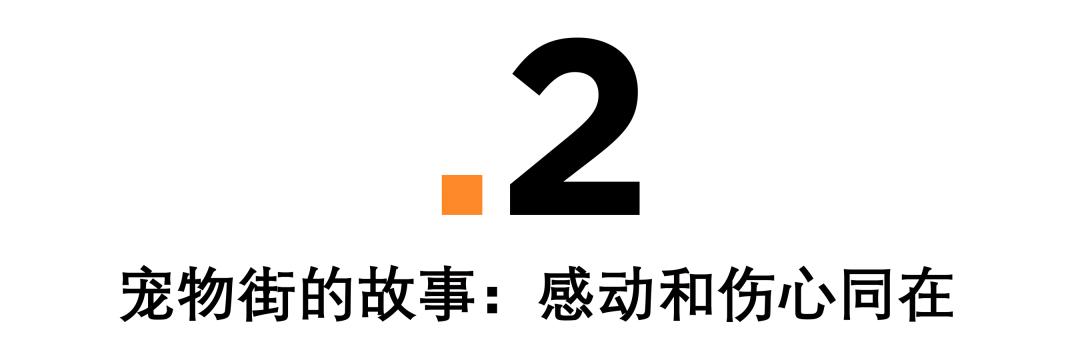 深圳探访宠物店,深圳最好的宠物街