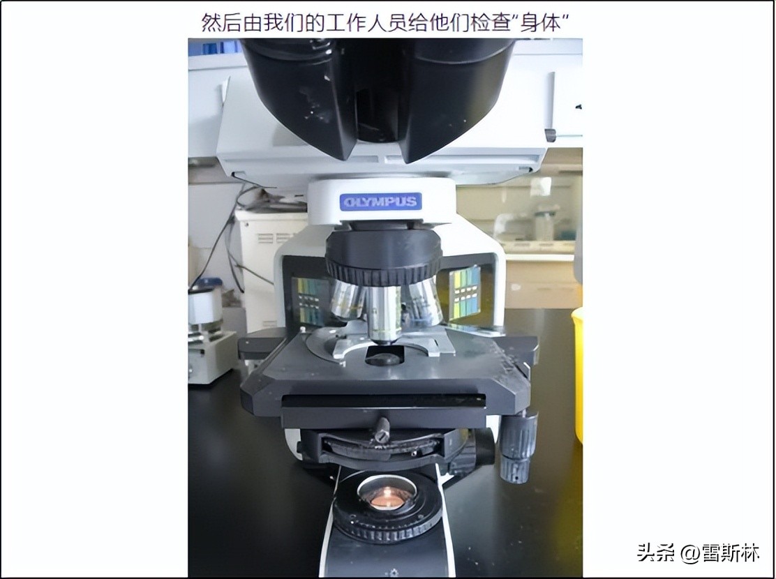 大城市赚钱机会可真多：拉屎、捐精……