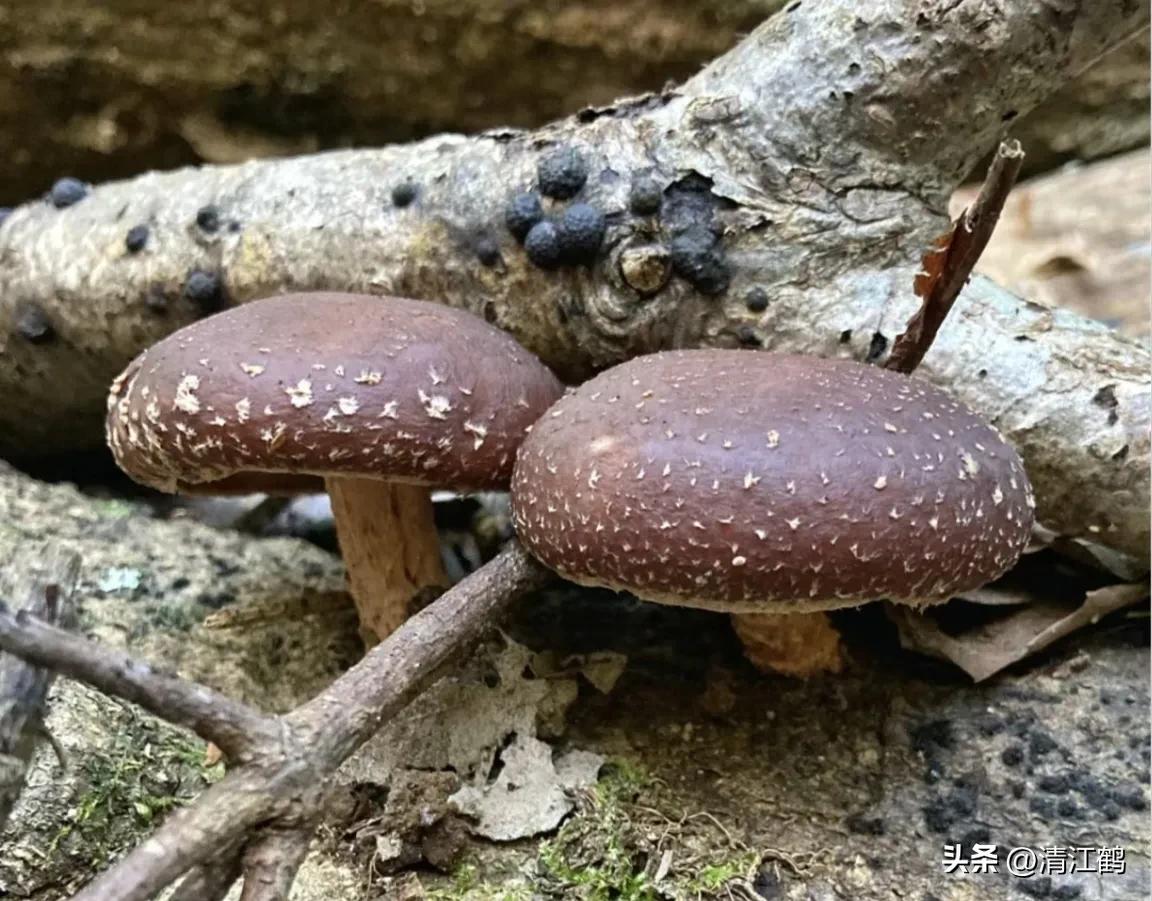 人称“蜂花醇”，有“9大增产用途”，对照使用，可提质增效