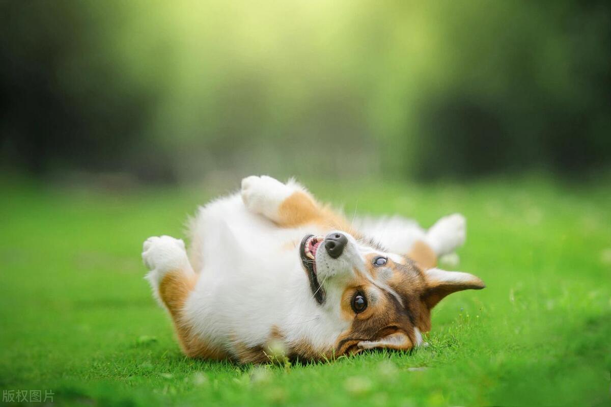 养狗必看知识点你家狗狗养对了吗,养狗人需要知道的狗狗的知识