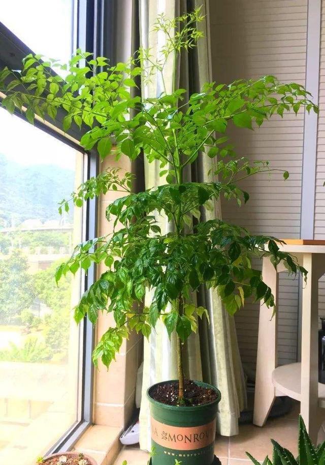 老人说，客厅见树，10家有9富，说得是真的吗？推荐9种吉祥树