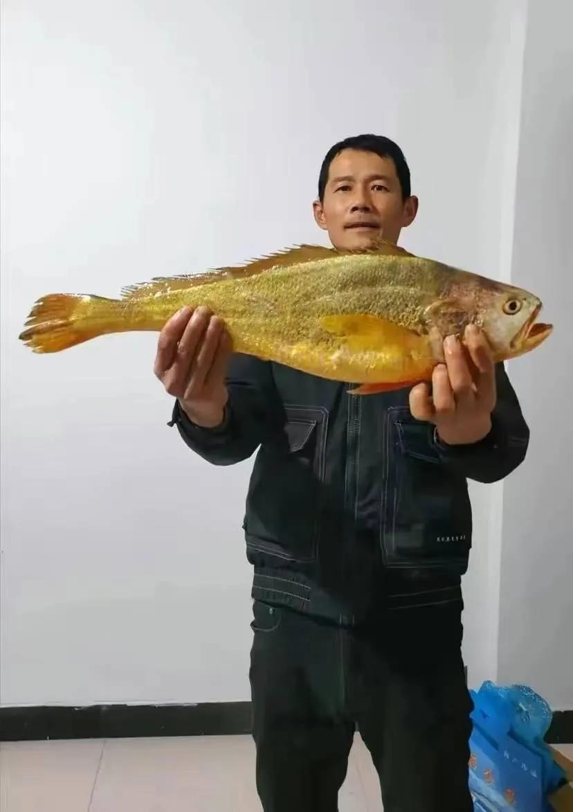 宁海渔民在象山捕到野生大黄鱼,台州渔民捕获近5斤重野生大黄鱼